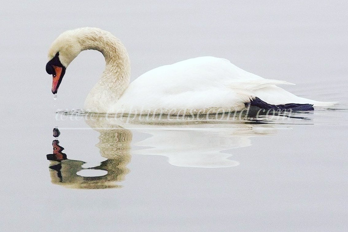 captureasecond's tweet photo. Smile… Sometimes, when no-one else seems to love you, look at your own reflection and smile - there is always someone out there who cares for you more than you know... #smile #swan #happy #captureasecond #refect #reflection #naturephotography #naturelovers #nature #naturelover https://t.co/YR11y3R01D