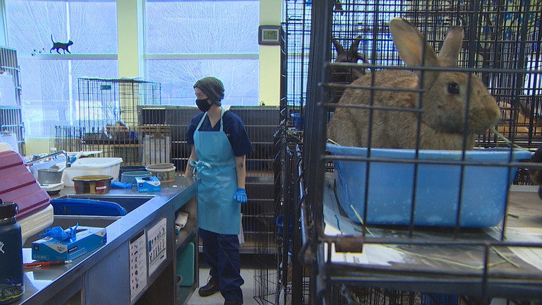 sportwithswartz's tweet photo. What Seattle learned 22 years after the great Nisqually earthquake. #RainierAthletes team approach helps Bellevue elementary school students find a purpose & plan. @TacomaHumane needs people to adopt or foster 250 rabbits. #pugetsoundnow #podcast https://t.co/xVLQE9sG4q https://t.co/2Imhv9kL6c