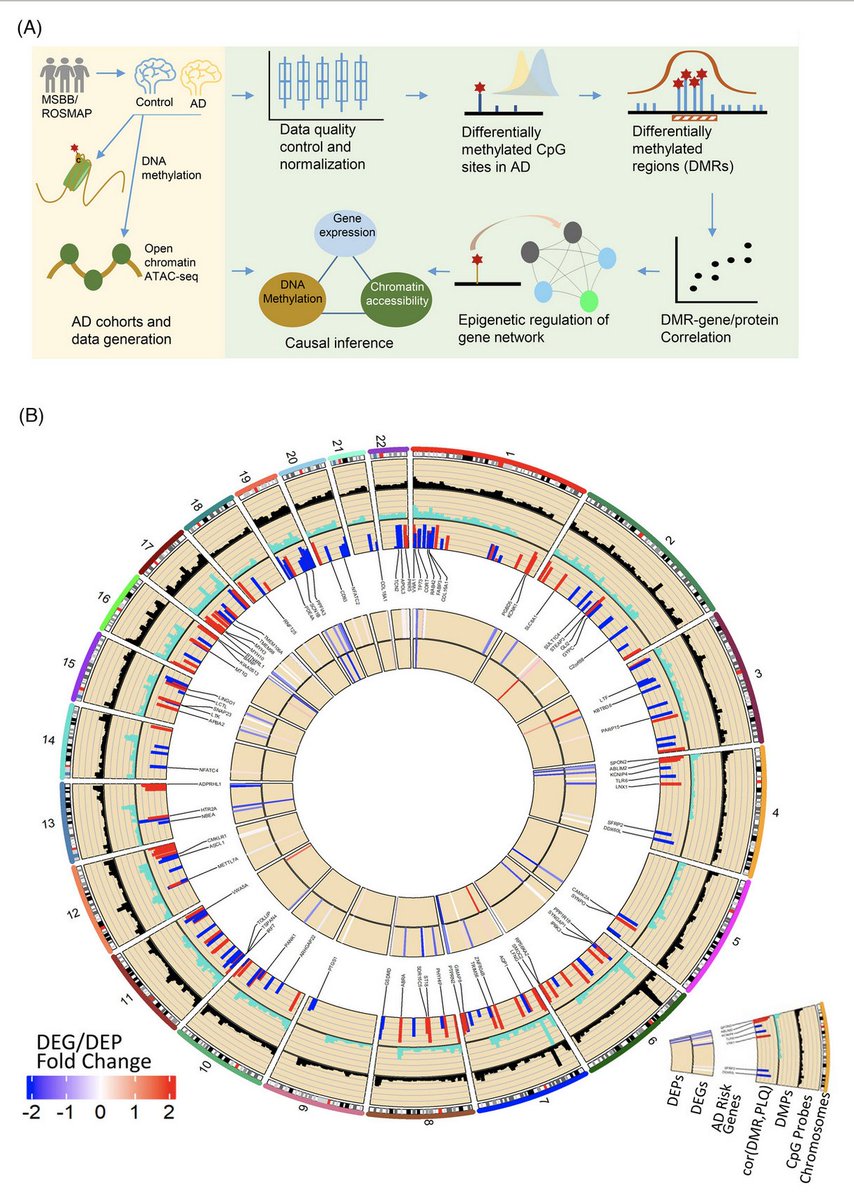 CONGRATULATIONS on more GREAT RESEARCH being done <a href="/Icahnmountsinai/">Icahn School of Medicine at Mount Sinai</a>! Colleagues Erming Wang, Bin Zhang, et al. have provided “fresh insights into the involvement of DNA methylation in #AlzheimersDisease." Learn More <a href="/alzdemjournals/">Alzheimer's & Dementia Journals</a>  <a href="/alzassociation/">Alzheimer's Association</a> 
alz-journals.onlinelibrary.wiley.com/doi/10.1002/al…