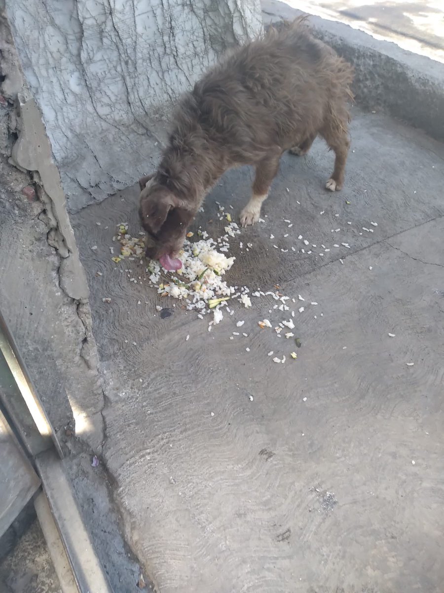 Elisafigue3's tweet photo. En Iztapalapa hay 3 perritos  1 ya no ve , y el otro tiene muy mal su ojo lo cual necesitará que se lo quiten , el tercero también ya se ve muy desnutrido . Porfavor ayuda para recogerlos y apoyarlos dirección es 3ra cerrada d Morelos 15 col.Valle de luces iztapalapa @gis999 https://t.co/zLQ0WAPspH