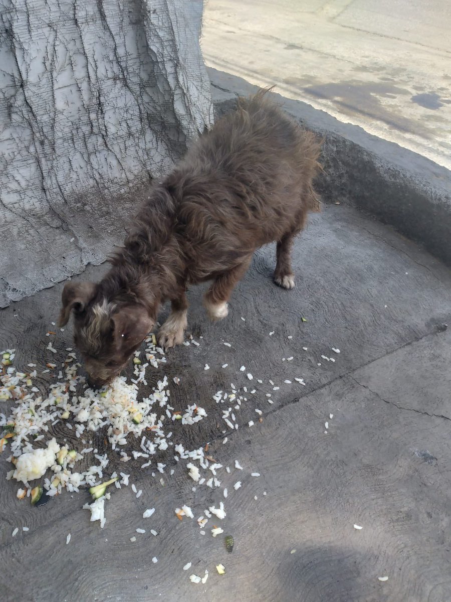 Elisafigue3's tweet photo. En Iztapalapa hay 3 perritos  1 ya no ve , y el otro tiene muy mal su ojo lo cual necesitará que se lo quiten , el tercero también ya se ve muy desnutrido . Porfavor ayuda para recogerlos y apoyarlos dirección es 3ra cerrada d Morelos 15 col.Valle de luces iztapalapa @gis999 https://t.co/zLQ0WAPspH