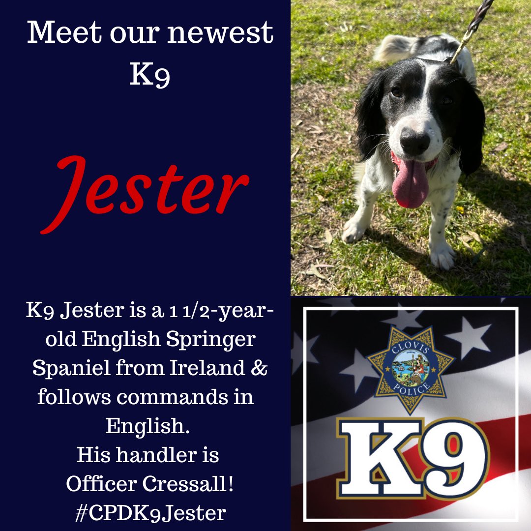 ClovisPolice_CA's tweet photo. Please help us welcome K9 Jester to our #CPDK9Unit!
#CPDK9Jester is a 1 1/2-year-old English Springer Spaniel & comes to us from Ireland. He has been specifically trained to detect narcotics & follows commands in English. His handler is Officer Cressall. https://t.co/dn3N0oEJmX