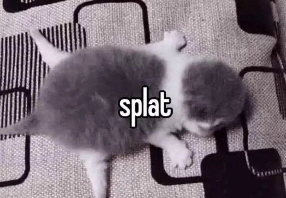 kitten laying on pillow flat cat splat