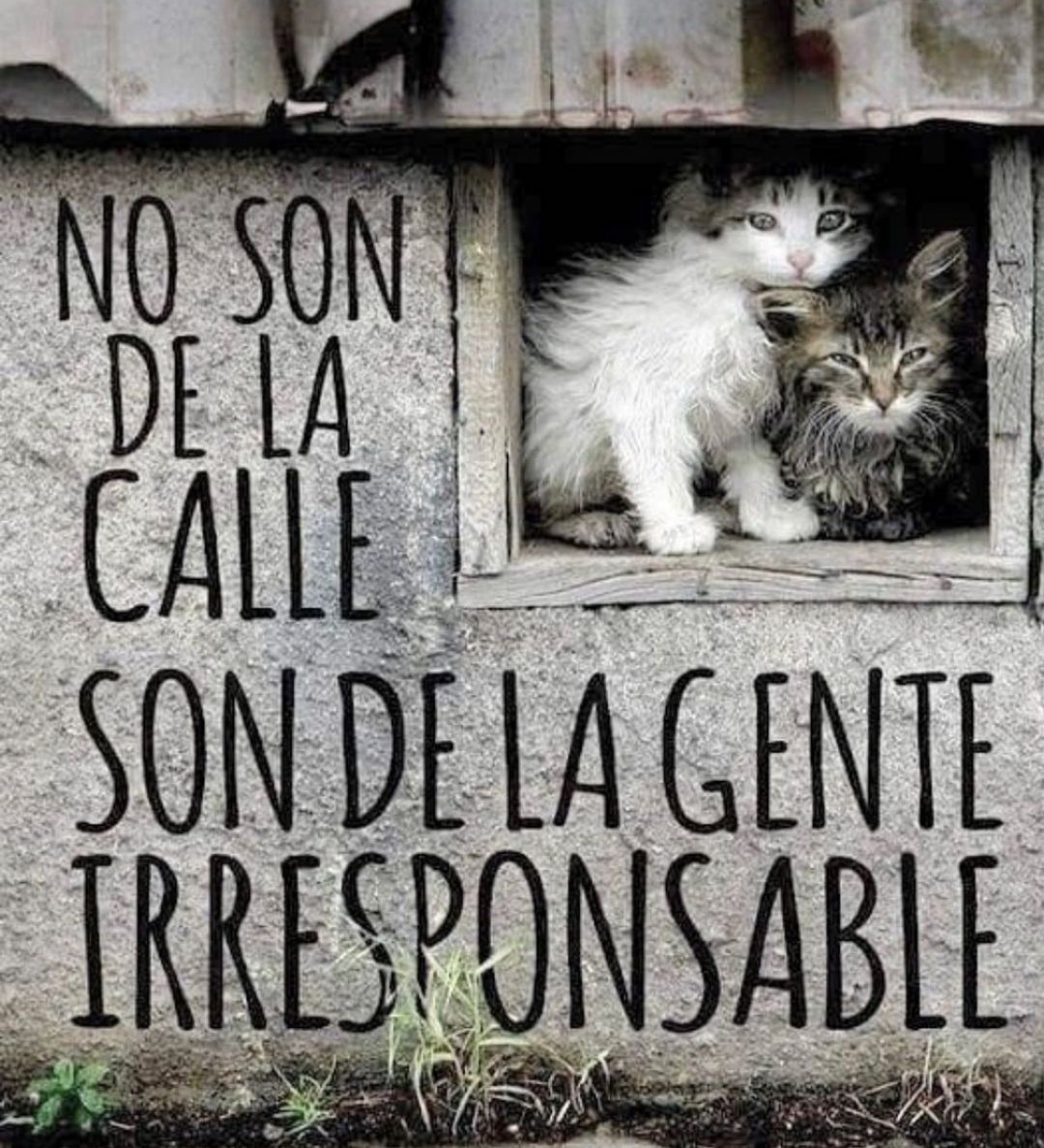 Abogado Animalista tweet media