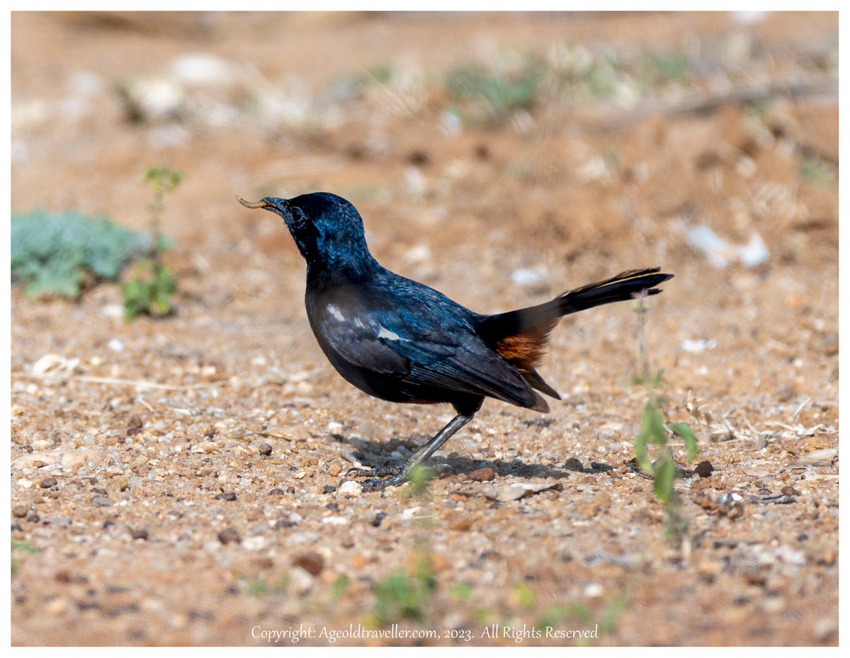 Indian Robin with food

#birdsofinstagram #birds #bird  #birdstagram #instabird #birdwatching #birding #your_best_birds #birdlovers #birdfreaks #wildlifephotography #instabirds #allmightybirds #birdphotography #bestbirdshots #nuts_about_birds #feather_perfection #birdlife