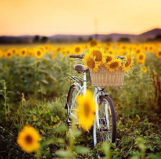 قد يرى البعض أن التسامح انكسار أو ان الصمت هزيمة لكنهم لايعرفون أن التسامح يحتاج إلى قوة وان الصمت أقوى من أي كلام  صباح التسامح