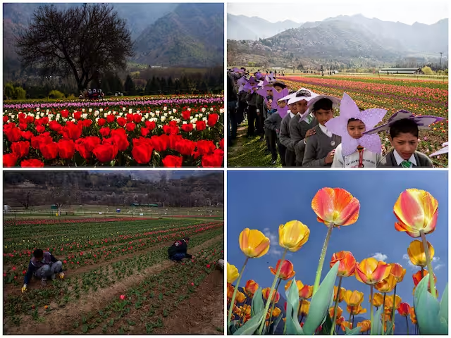 With Asia's largest tulip garden, here, set to be thrown open later this month, four new varieties of tulips will be showcased this year to thousands of tourists, who are expected to visit the garden. 
#KashmirTourism #AaoKashmir @kayjay34350 @bpshah108 @MattLaemon