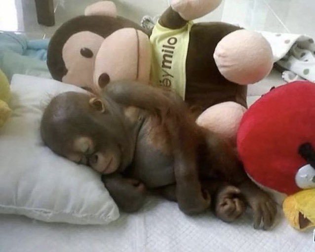 nicdarko's tweet image. me if the world exploded rn