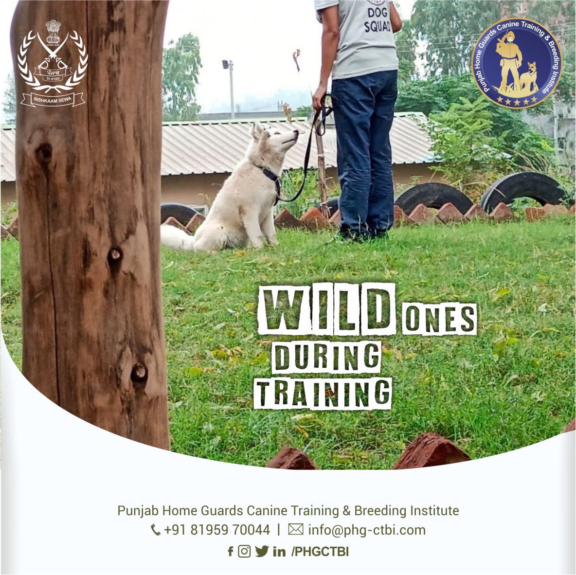 Wild ones during training. With the right training techniques & healthy surroundings, German Shepherds are easy to train due to their high intelligence and obedience. 
PHGTCBI, #k9punjab 📞 +91 81959 70044
#germanshepherd #k9dogs #caninetraining #k9unit #k9handler #k9training