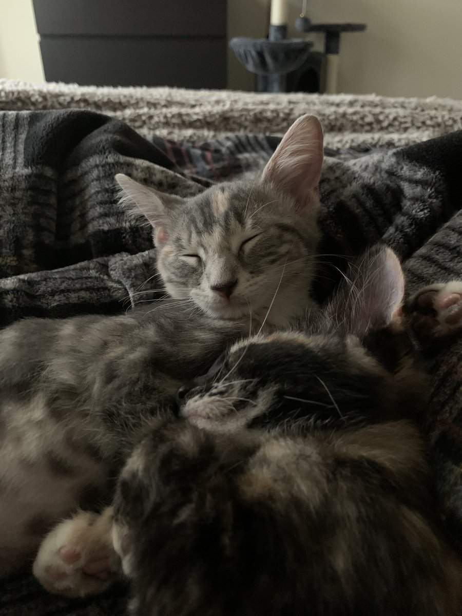 sean🐆 tweet media