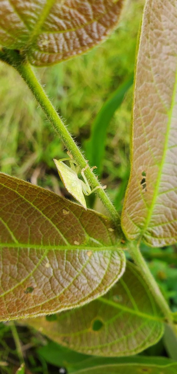 Encosternum delegorguei - Edible Stinkbug Mahale Mountains, Western Tanzania