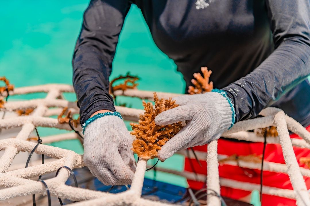The Maldives is home to over a thousand coral reefs. The coral propagation activity at #SheratonMaldives offers guests a hands-on experience to promote reef habitats and generate new coral. Explore more with us. #SheratonMaldives #AdoptACoral #FunAtSheraton #VisitMaldives