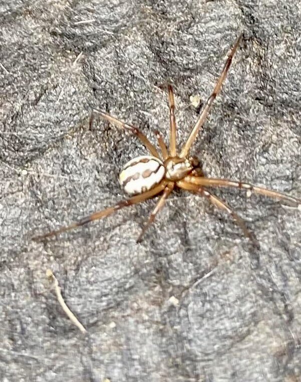 ChristensonDi's tweet photo. What a wonderful learning experience today with my class participating in our local katipō spider survey.  Such rich local curriculum experiences @NZScienceLearn @BrigitteScience @On2Science @cbrieseman @teacherdeaks https://t.co/iSyMxQvOxC
