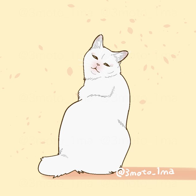 「猫 白い猫」のTwitter画像/イラスト(新着)｜21ページ目