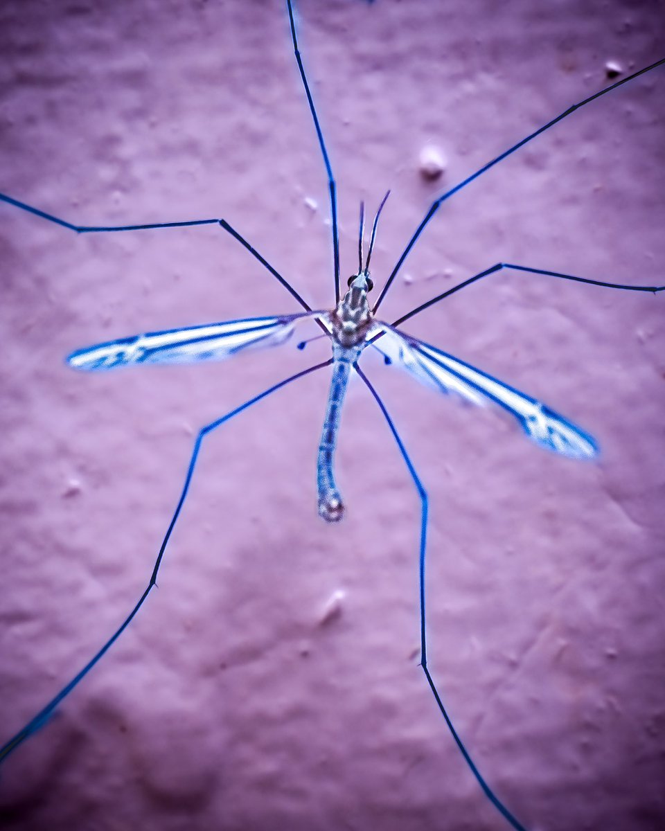 Blue-fly don’t bother me.

#favoritedinosaurstudios #bluefly #mayfly #bug #entomology #bugs #blue #fly #insect #insects #spring #whisperofspring #itsnotmayyet #uap #ufo #takemetoyourleader