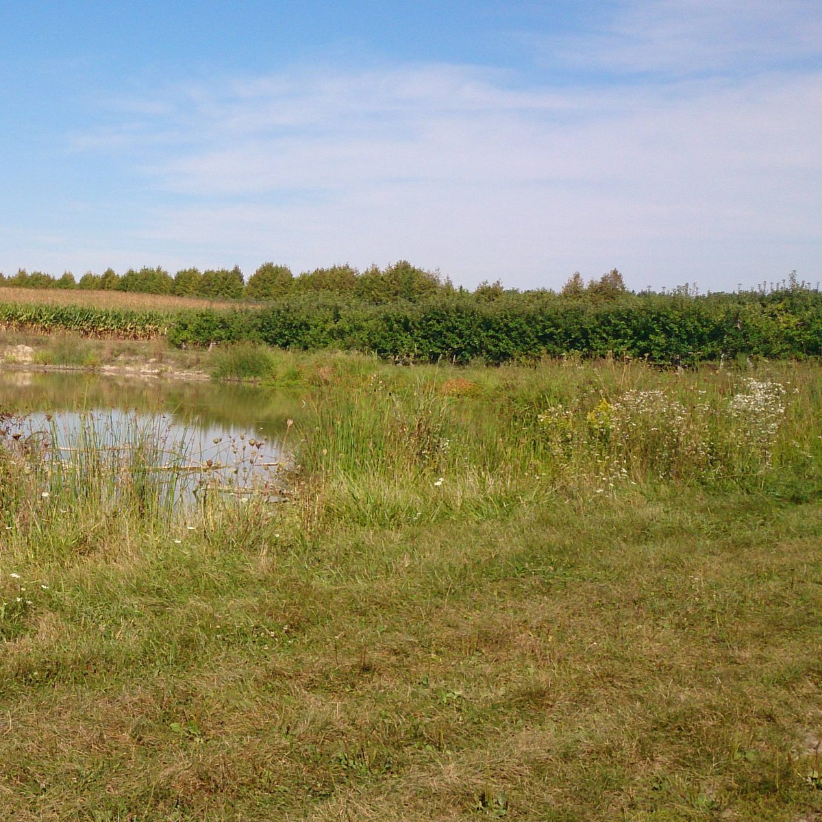 ALUS_Solutions's tweet photo. For this #SundayNightLongRead new research shows that small isolated #wetlands are very effective at supporting watershed health.

https://t.co/3vkIG8ySuo

#Research #Wetland #Farming #Agriculture #Nature #OntAg #WIldlife #WorldWetlandsDay @envwaterloo @UWaterloo https://t.co/qkX8SL97w0