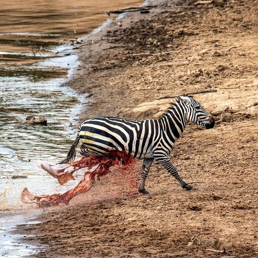 This zebra managed to escape after it got caught and death rolled by a crocodile in the Mara River.