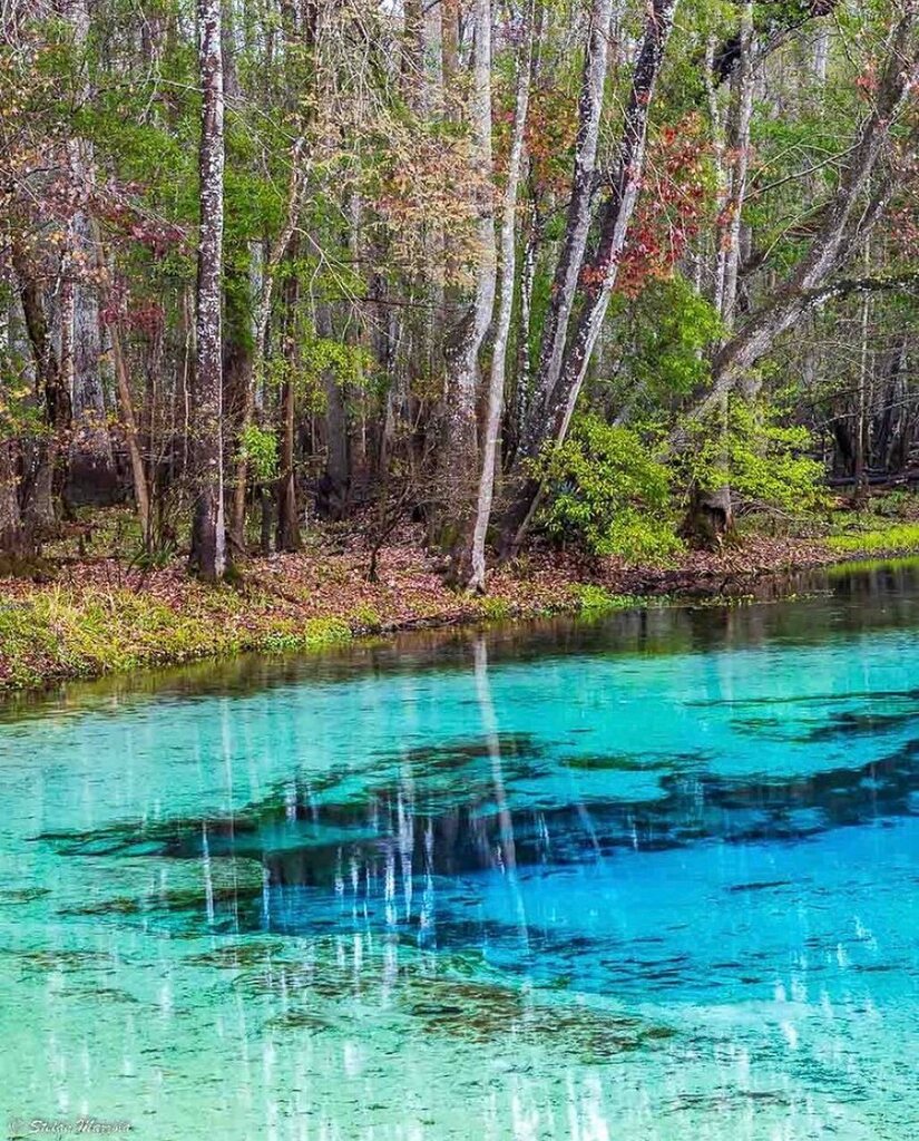 Gilchrist Blue Springs State Park. Photo by @stefanmazzola 
Join us in exploring Florida and tag your photos with #floridaexplored to get featured 
.
#realflorida #pureflorida #floridasprings #keepflwild #onlyinflorida #discoverflorida #naturalflorida #f… instagr.am/p/CpbelcYMswh/