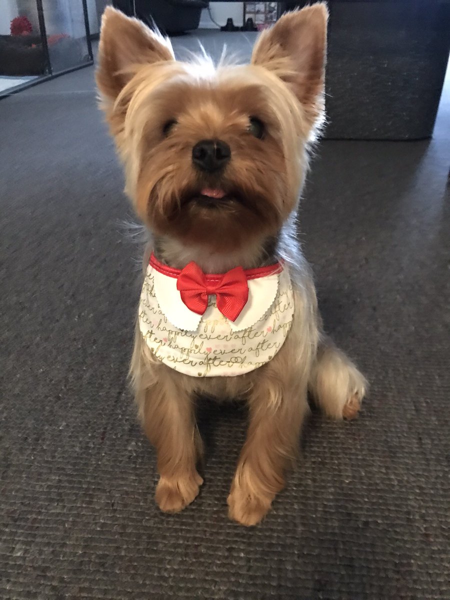 janagoldfarb1's tweet photo. @mmpadellan JB 💗🐾 https://t.co/Vac7pTZyNJ