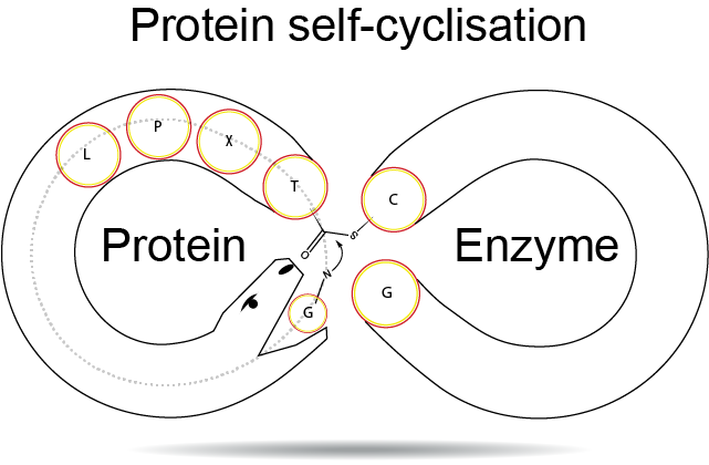 MobliLab's tweet photo. Ouroboros nicely illustrates our work on designing self-cyclising enzymes or "Autocyclases". As a science nerd, I also like how this symbol recurs in descriptions of science throughout history. A huge lab effort led by Sid Jia. https://t.co/LO9hiXFyk5  #peptide #enzyme #Chemistry https://t.co/sffh1SkYXo