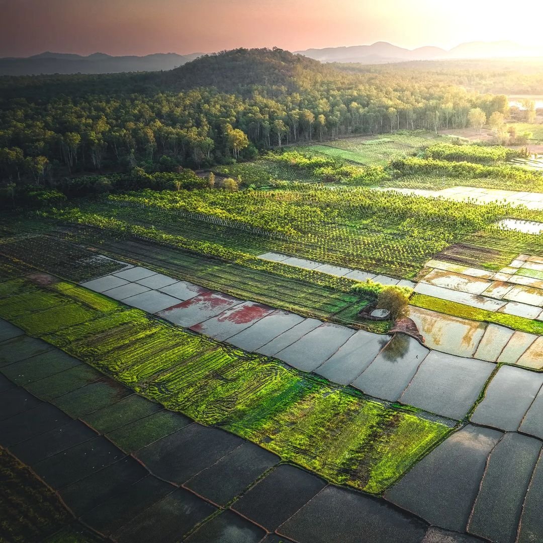 KarnatakaWorld's tweet image. Experience the serene beauty of Shimoga&apos;s morning paddy fields from an aerial view - lush green fields, palm trees, and stunning sunrise.

PC : IG @shanthclick
 #Shimoga #PaddyFields #NaturalBeauty  #Karnataka #shimoga #tourism #visitkarrnataka