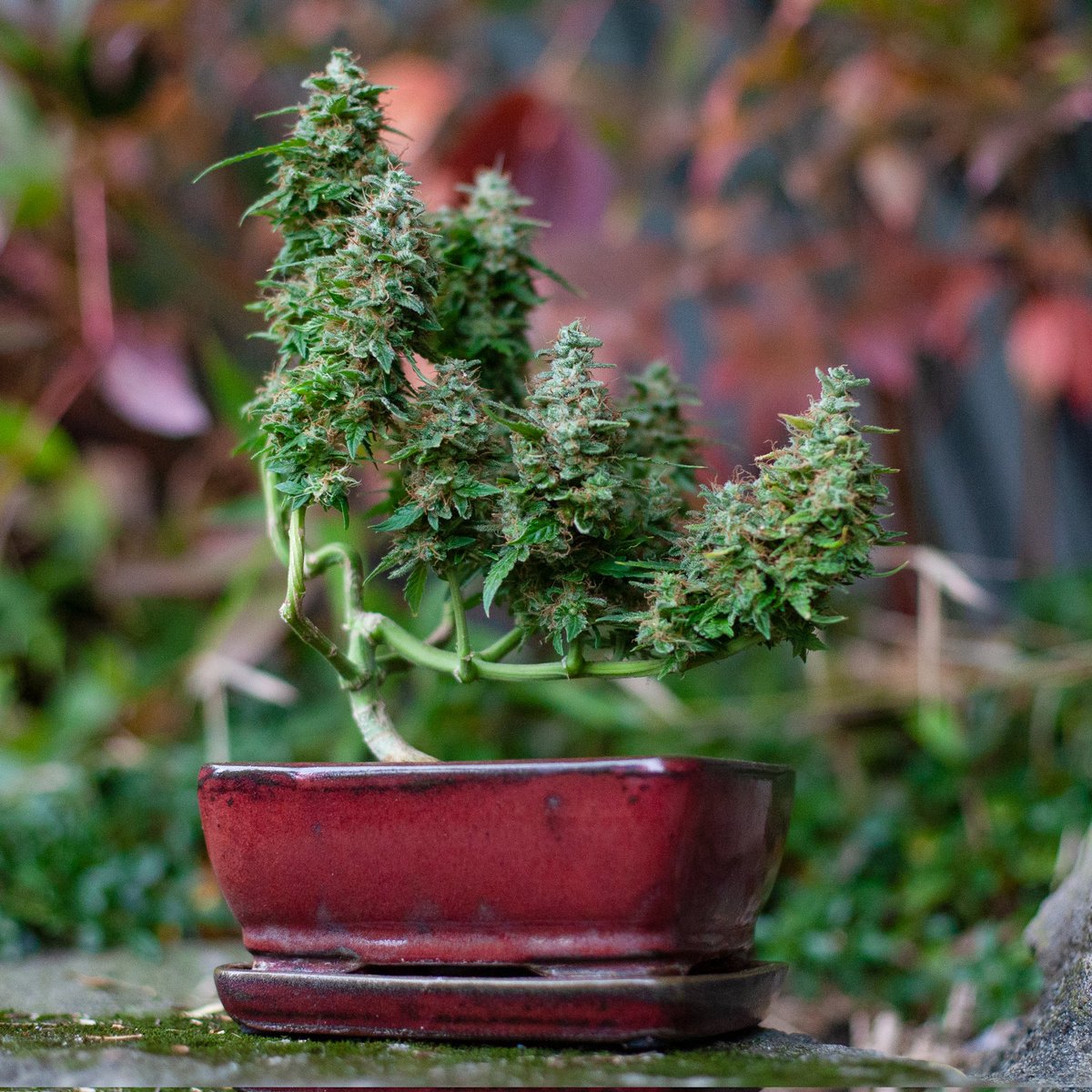 10 best strains to grow at home in 2023
Read: bit.ly/3XyPbGD

via @Cannabonsai_