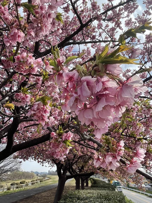 多摩川の河津桜が満開になりました! 