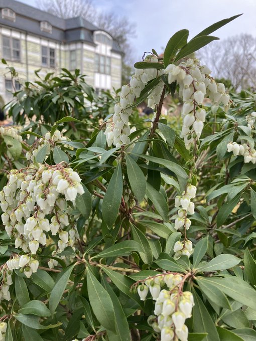 【ワガハイの学芸メモ📝】「北里研究所本館・医学館」前の馬酔木（あせび）が花をつけているのだ😽✨スズランのような白い小さな