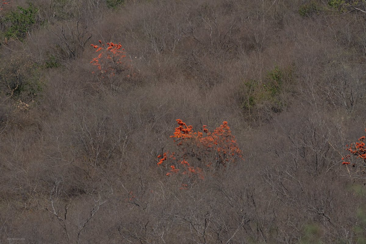 Browns. Punctuated
#drydeciduousforests #aravallis #anogeissuspendulaforests #buteamonosperma #dhok #dhak #springblooms #foresttypes #forestry @ForestRajasthan @my_rajasthan @WCSIndia #conservation #ecology