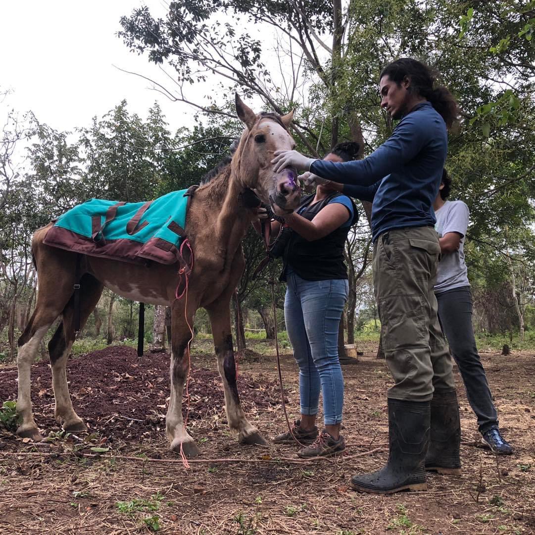 MiradorGalan's tweet photo. A una semana de su rescate, Fénix esta luchando. 

Le hicimos un plan de comida especial, todo triturado para que pueda comer, y aunque tiene dificultades para masticar, logra alimentarse.

La herida va evolucionando bien, lentamente pero no hay desmejora. https://t.co/7VWcuHtjEt