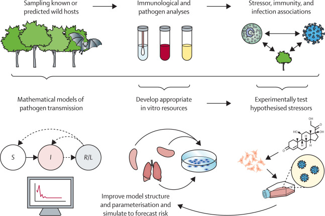 in a new commentary with <a href="/sci_questions/">Arinjay Banerjee</a> at <a href="/LancetMicrobe/">The Lancet Microbe</a>, we brainstorm how to better couple field and molecular studies of how zoonotic pathogens persist in and are shed from wildlife hosts (with a nod to roles of statistical and mechanistic modeling) 
tinyurl.com/2p87v52a