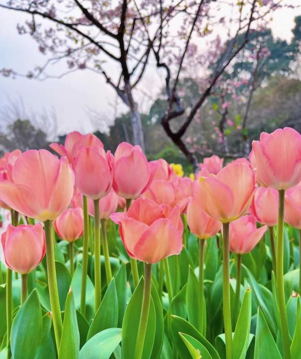 CQEcoCity's tweet photo. Since #March begins, #flowers in #Nan’an District are gradually awakened by the generally warming #weather, starting to #sprout and #bloom. 🌷
#Chongqing #spring #InsectsAwaken https://t.co/XbtY1BOKpM