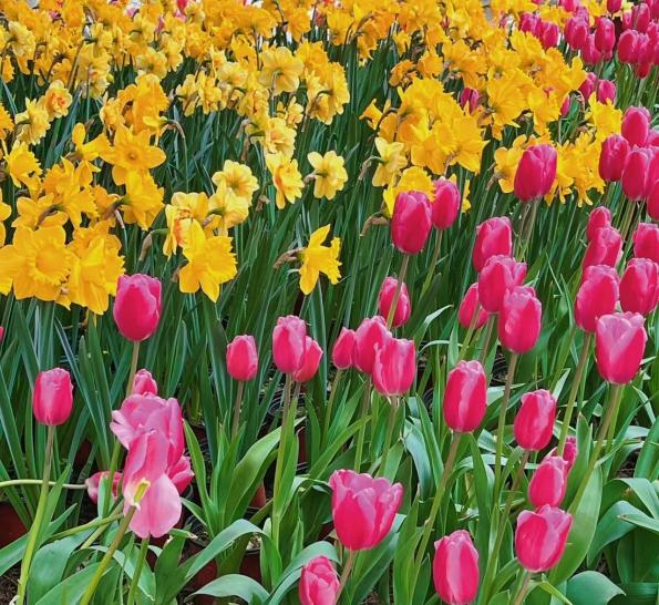 CQEcoCity's tweet photo. Since #March begins, #flowers in #Nan’an District are gradually awakened by the generally warming #weather, starting to #sprout and #bloom. 🌷
#Chongqing #spring #InsectsAwaken https://t.co/XbtY1BOKpM