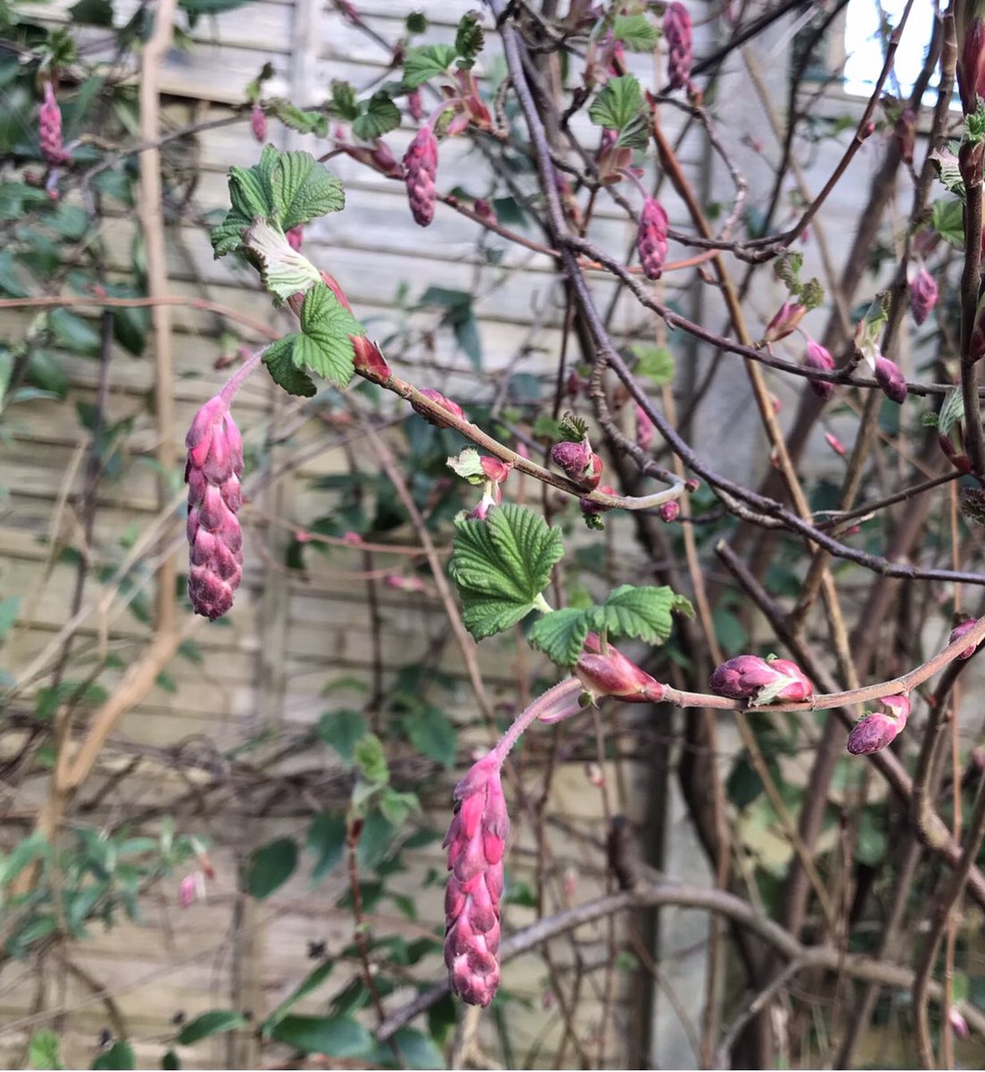 meikiecakie's tweet image. Good Morning my lovelies. This was 12th March last year… I think the cold snap this week will delay it this year. It is stunning in full flower. Gold star to all who can name it. @keeper_of_books #namethatplant #spring #buds #flowering