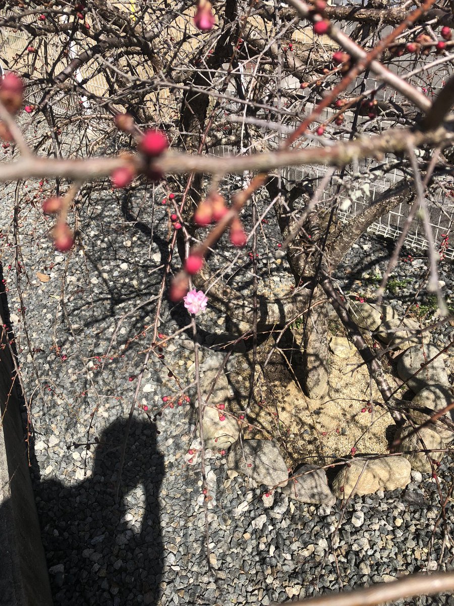 焼山も、日中は、暖かく
梅の花が咲き始めました♪