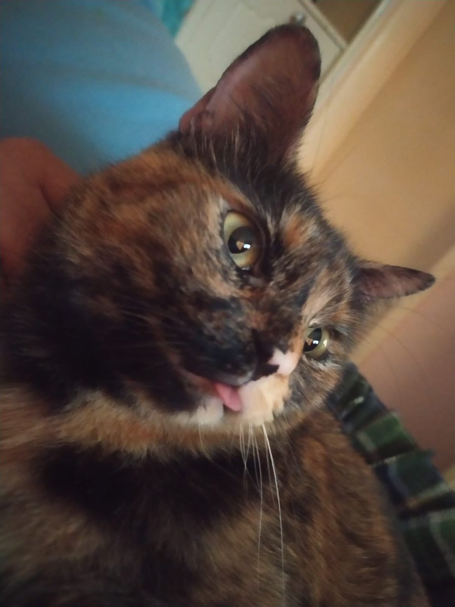I know I’ve been away for some time, so here’s a Blep to make up for it! I’ll make sure the hooman posts more often! #CatsAreFamily #CatsofTwittter #CatsOnTwitter #tortieclub #tortiecats #TORTIE #CatsLover #catstagram