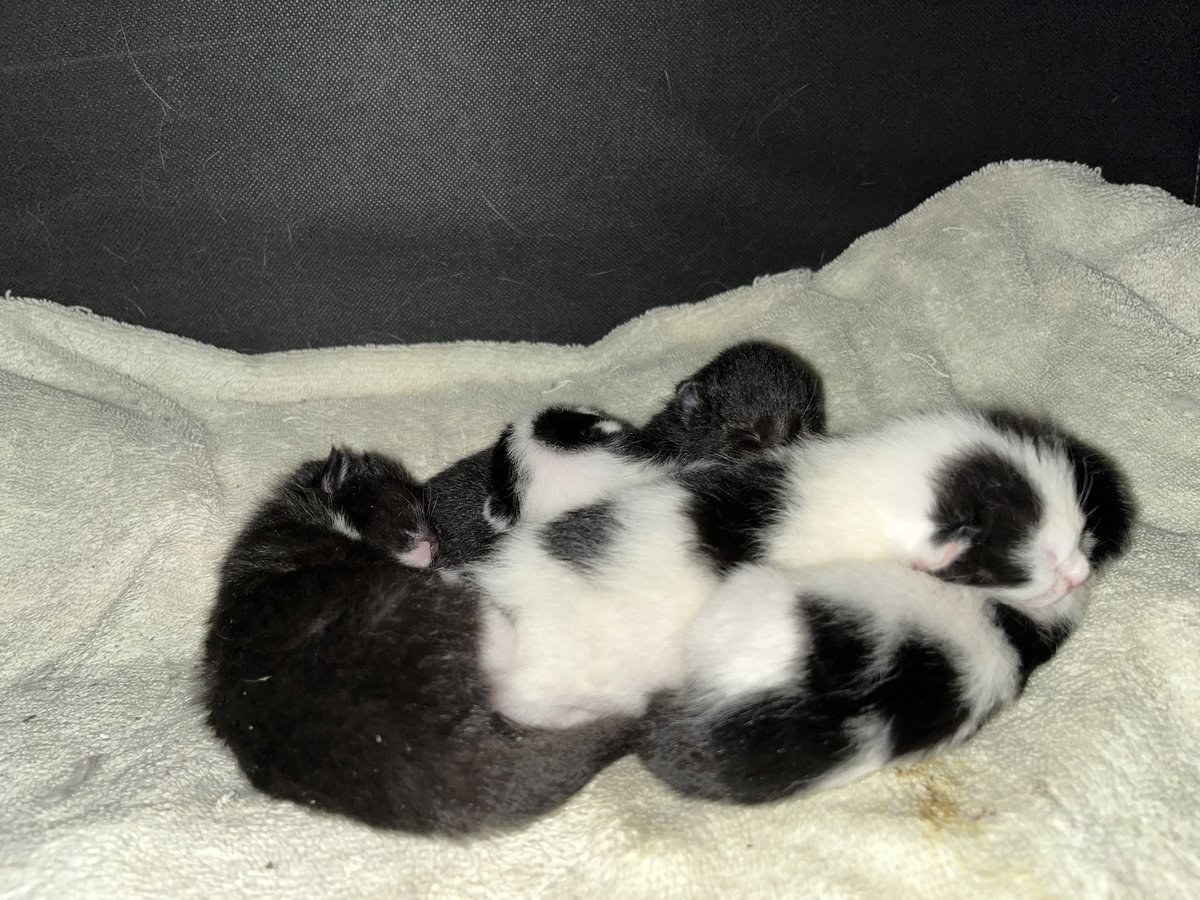 Goodnight little babies! #neebscrewkittens #goodnight #babykittens