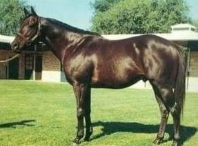 HORSERACING1002's tweet photo. NEVER BEND 🇺🇸1960
(NARSULLAH - LALUN BY DJEDDAH)#NeverBend https://t.co/t1OKUf9EZr