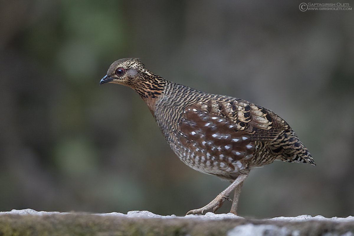 Hill Patridge -Female
Tiger Hills, Sinchal WLS 
#wildlifeonearth #natgeoyourshot #natgeowild #birdlovers #canonphotography  #naturelover #india #bbcearth #photographer #wildanimals #picoftheday #photo #yourshotphotographer #bestbirdshots #birds #birdphotography #birdsofindia