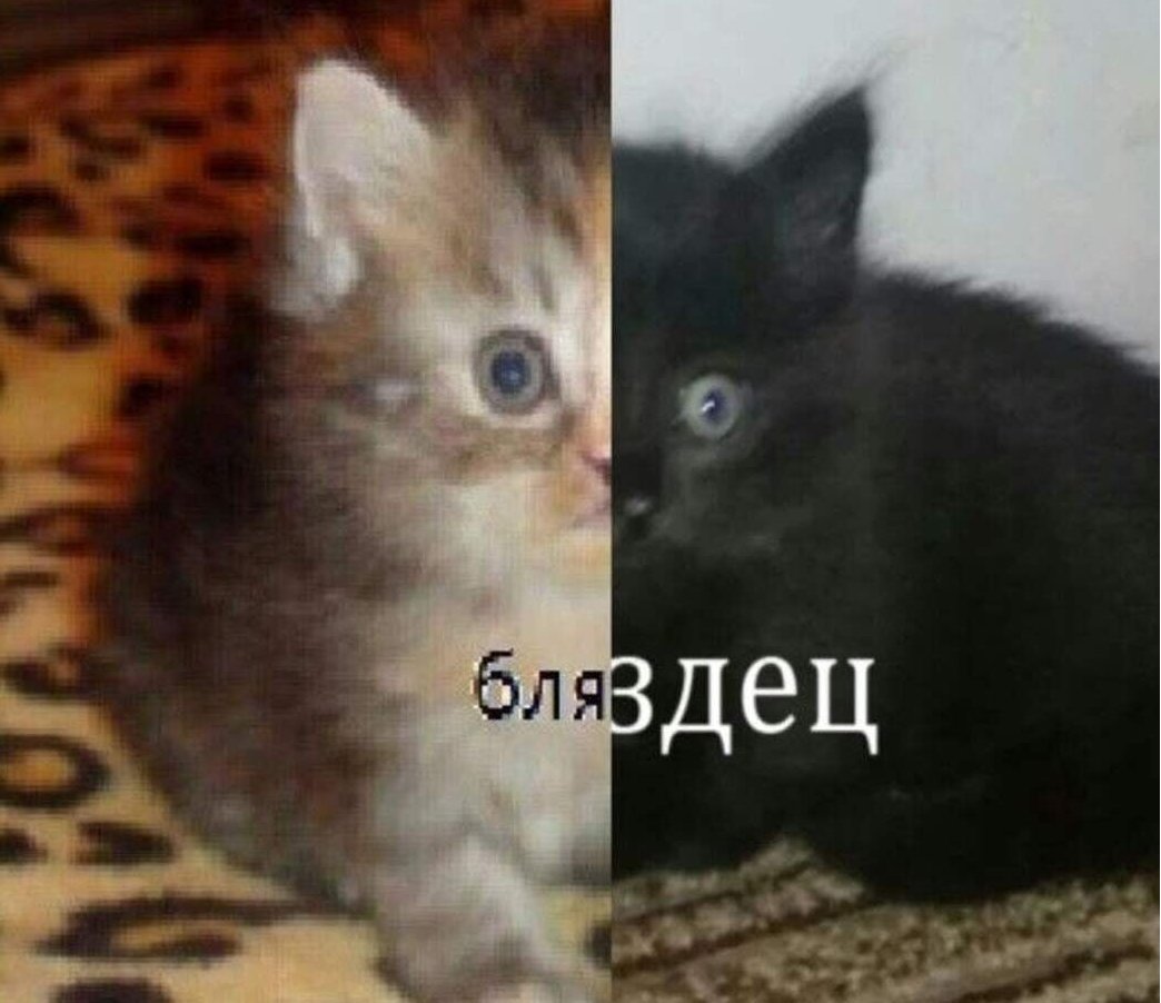 SofaStrowberry's tweet photo. //еда, процесс употребление пищи

Ё моё, кажись у меня со вчерашнего дня началась потеря аппетита 😖
Вот сегодня просыпаюсь и ваще ничего съесть не могу, даже выпить чаю...
/срз https://t.co/GpA3OKTp7E