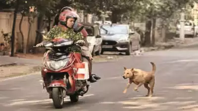 timesofindia's tweet photo. Chased by stray dogs, 55-year-old woman riding pillion falls, dies in #Chennai https://t.co/ouLvZtOaEe https://t.co/XlQhsfIcfs