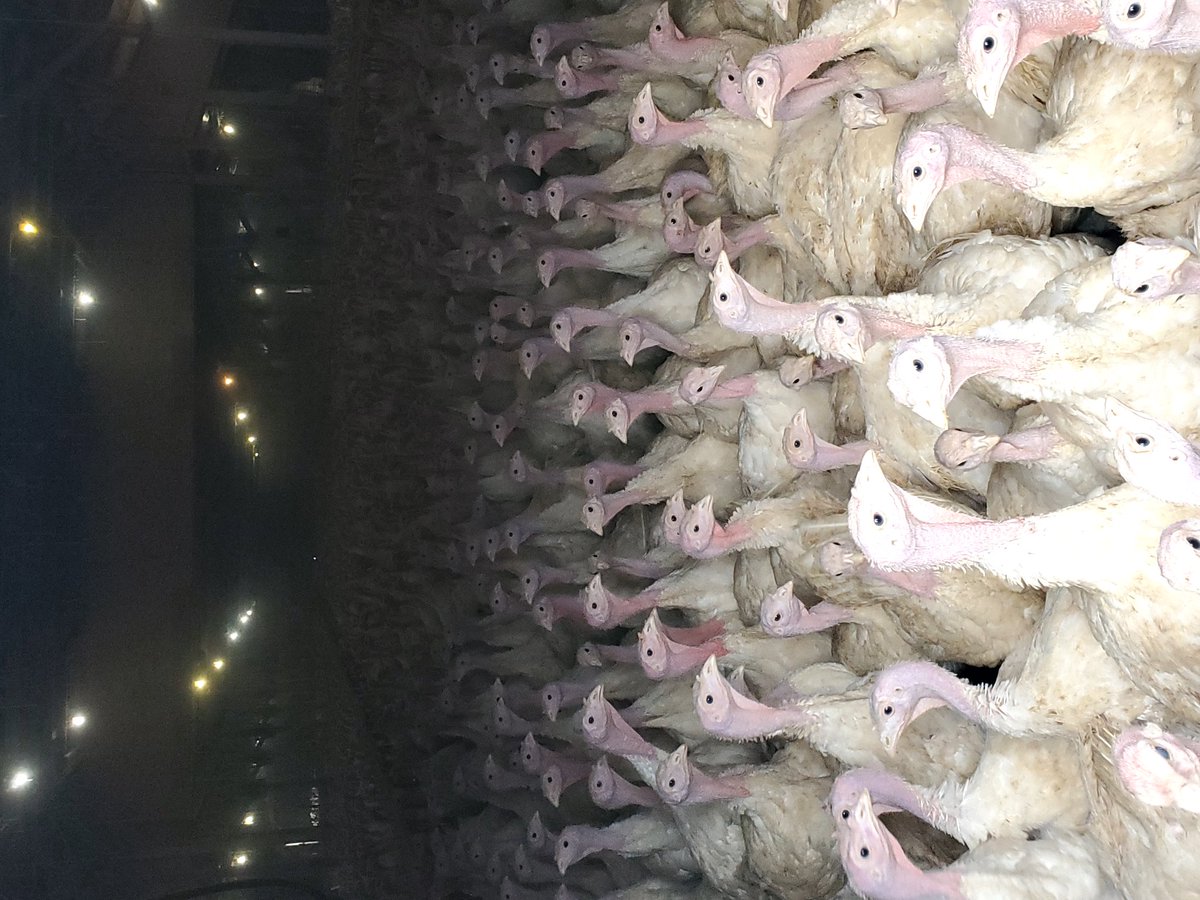 Emily Jay tweet media