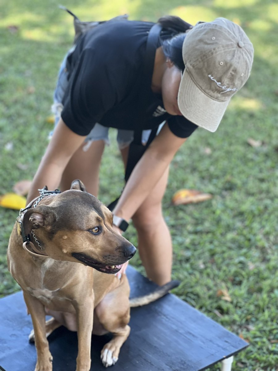 PR_Svcdog's tweet photo. I’m Sugar a Svcdog who's made life-changing impacts for Graduates Team Peynut! Every day they're growing stronger together, with newfound independence and quality of life thanks to our CAF org. Join us in celebrating their inspiring journey! 
 🎉🐾#ServiceDogsRock #lifechanging https://t.co/7ZyyG3rT41