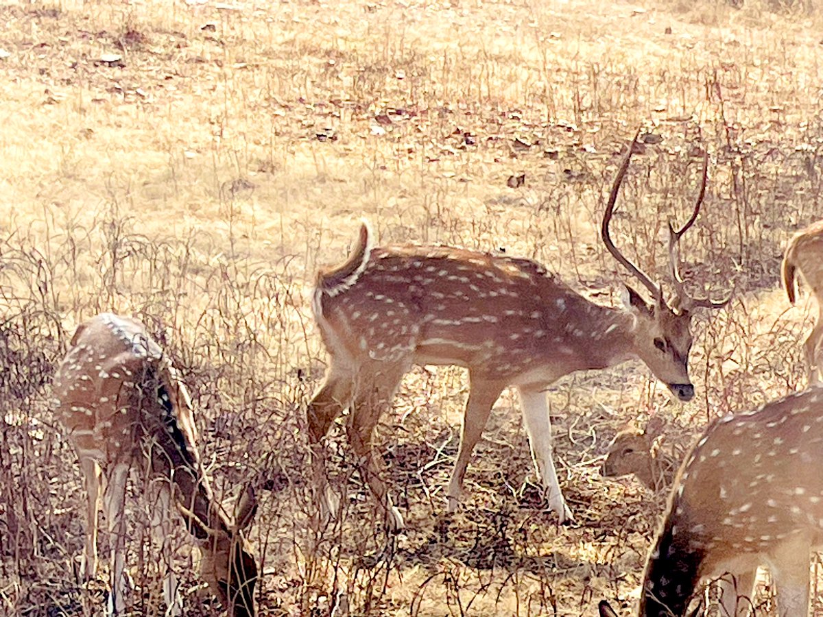 #RanthamboreNationalPark Spotted deer
