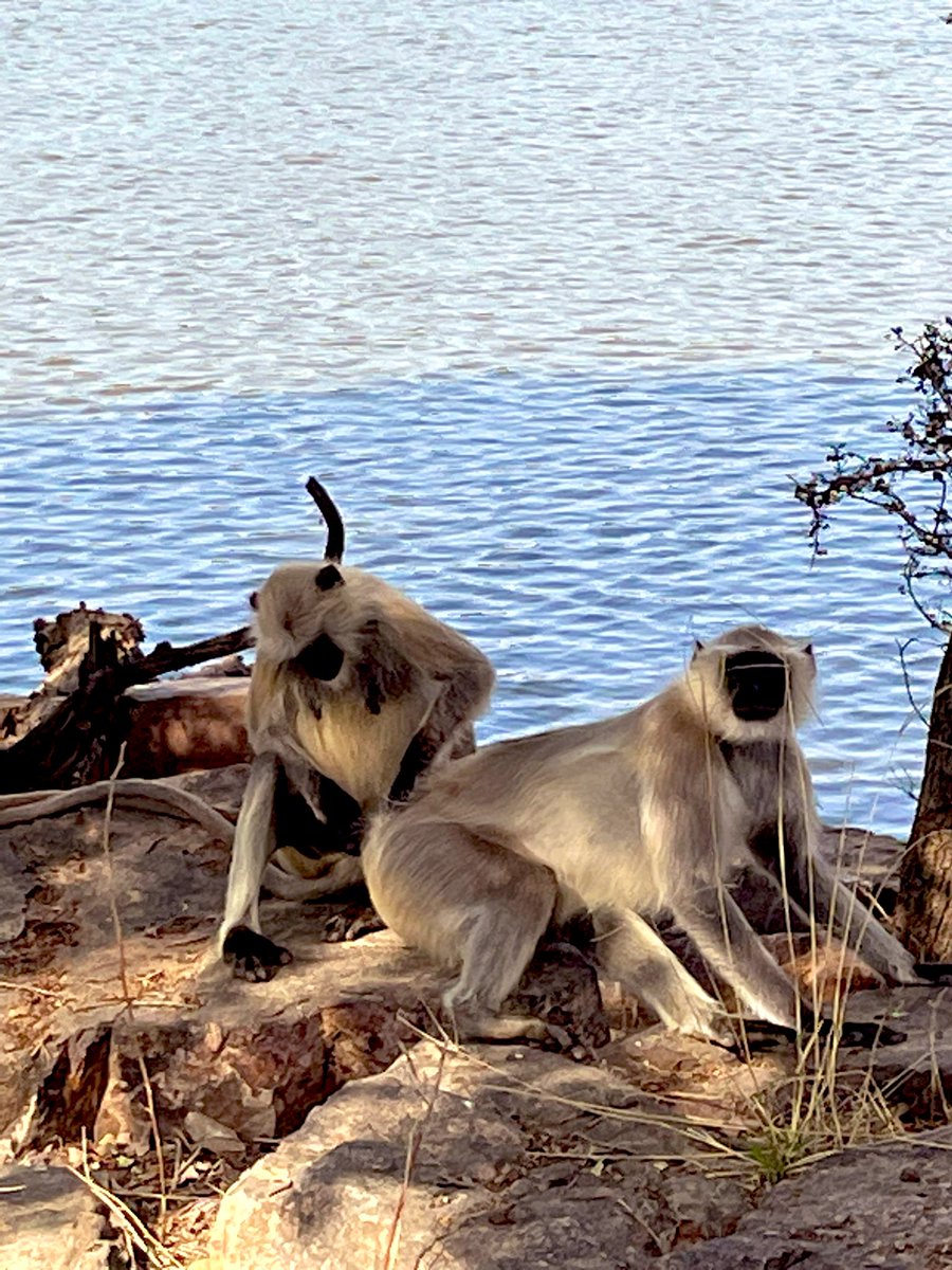 #CaptionPlease Not Sure What to even say hear… I’m sure you can do better than me! #RanthamboreNationalPark