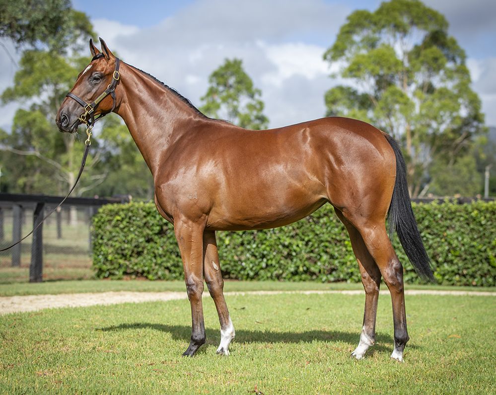 RBloodstock's tweet image. A stunning looking filly by #TABEverest winner Yes Yes Yes was purchased by @StarTbreds out of the imported Galileo mare Goddess Of Love from the draft of @yarramanpark on day two of the @inglis_sales Premier yearling sale with the filly to be trained by @cwallerracing.