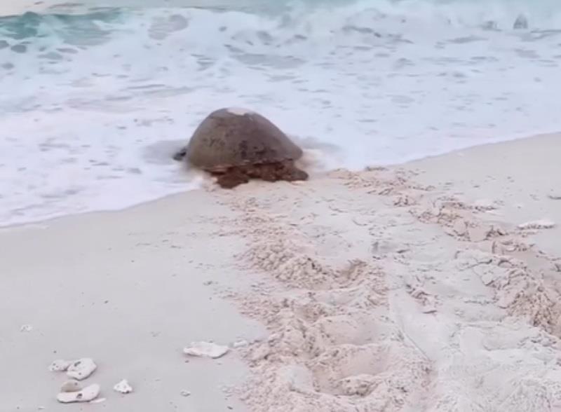 Great Barrier Reef Marine Park: Mum is that you? This footage was captured by Ross Long Photo when exploring Wilson Island in the southern GBR - @gbrmarinepark #LoveTheReef sailworldcruising.com/news/259308/Gr…