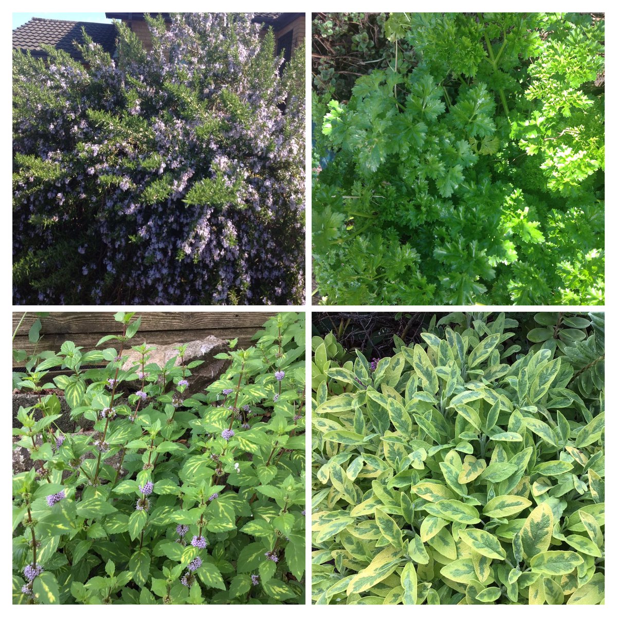 jobutlerthomas's tweet image. #homegrown.      Herbs ,  Rosemary . Parsley , Sage &amp;amp; Mint 
( for a start ) are good for you .
Grow your own in pots .   #HealthyEating    #gardeninspiration