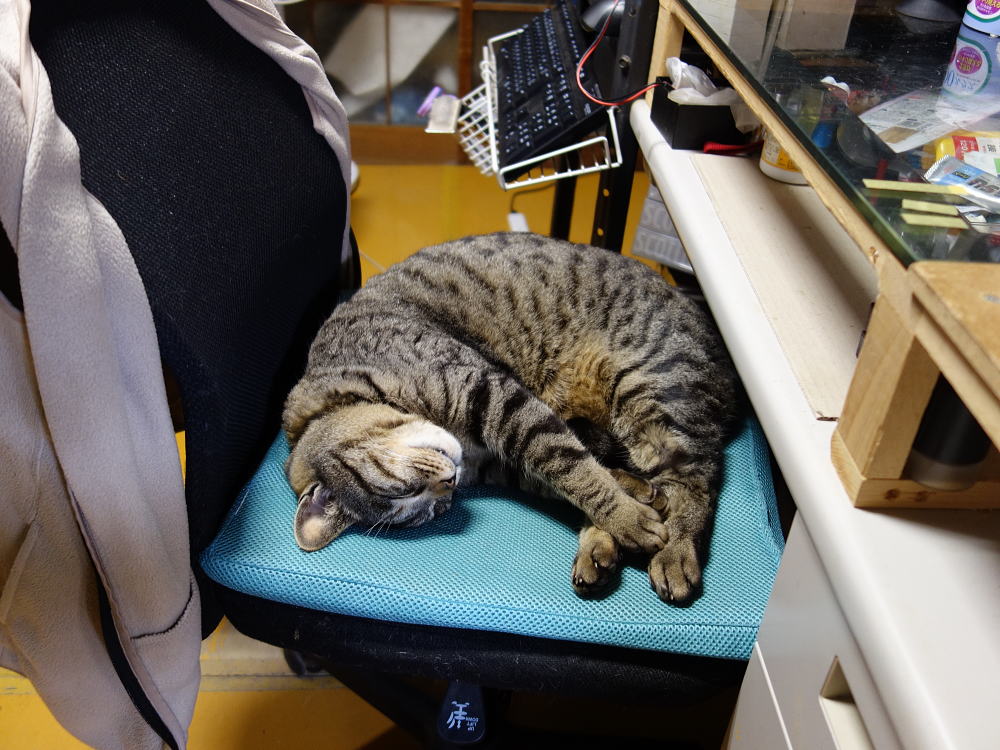 仕事に疲れた時、手が届く所に猫がいる幸せ。