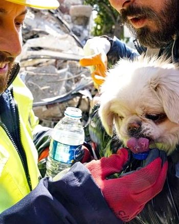 Još jedno ČUDO iz Turske! 🙌 Posle 25 dana ispod ruševina, SPASEN JE JOŠ JEDAN PSIĆ! 👏❤️

djole.dog/jos-jedno-cudo…

#djoledog #rescueadog